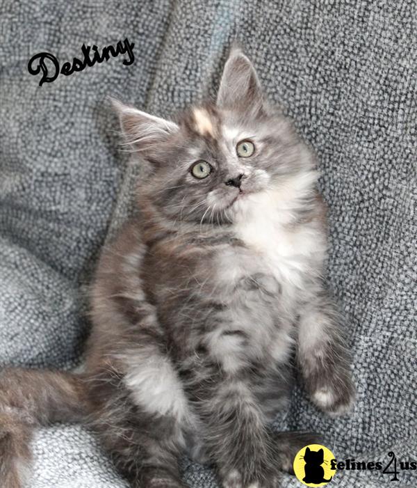 Maine Coon kittens for sale for sale