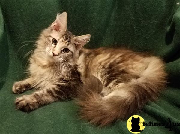 Maine Coon Kitten for Sale: GORGEOUS MAINE COON KITTENS 16 Weeks old