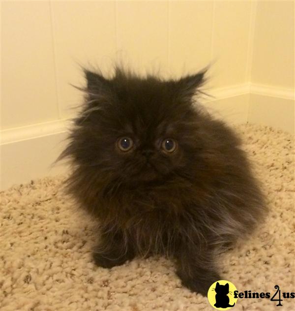 Black Smoke Persian Kittens For Sale