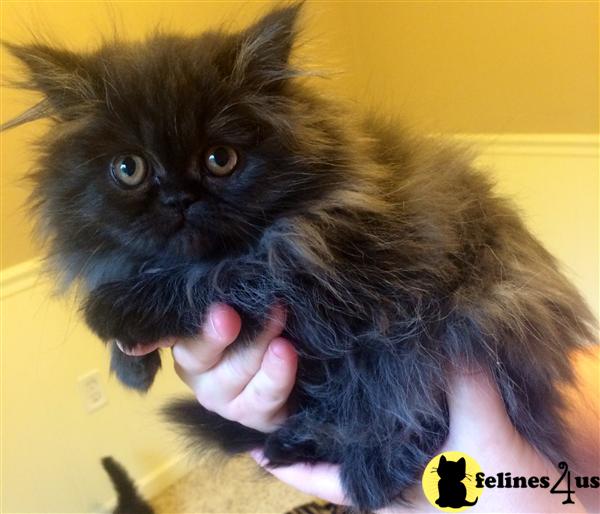 Black Smoke Persian Kittens For Sale