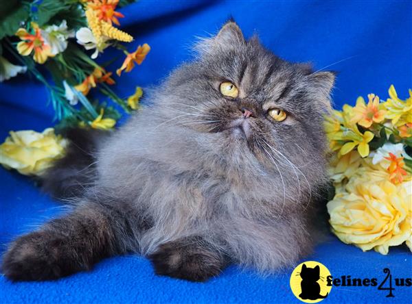 Persian Kitten for Sale: CFA CHAMPION LINES NEW LITTERS 6 Yrs and 9 ...