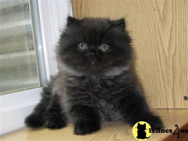 Persian Kitten for Sale: Beautiful Black Smoke male Persian Kitten 9 ...