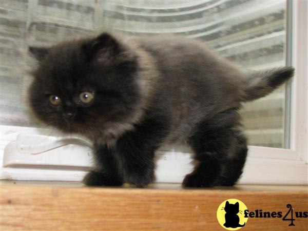 Persian Kitten for Sale: Beautiful Black Smoke male Persian Kitten 9 ...