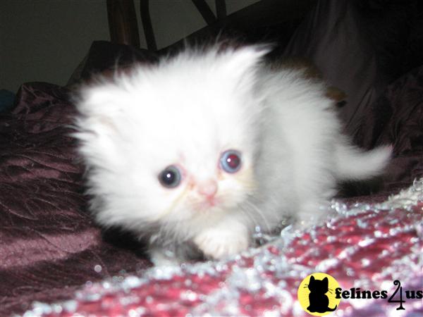 toy persian