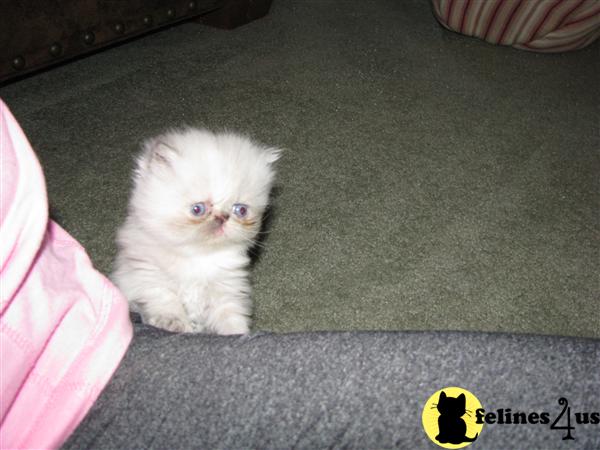 Himalayan Kitten for Sale: BeautifulTortie Point Himalayan 6 Yrs and 1