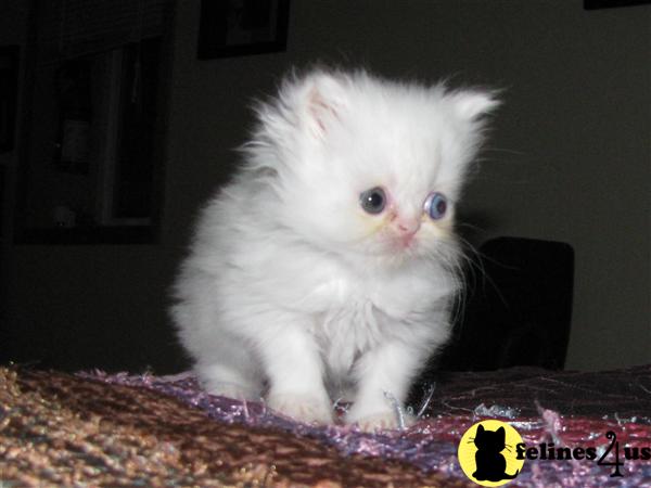 toy persian