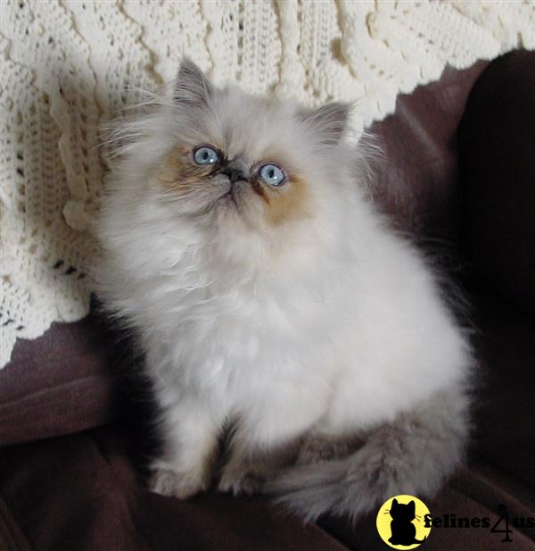 Himalayan Kitten for Sale: Registered Himalayan Kittens 14 Yrs and 7