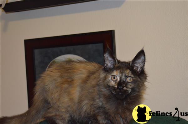 Registered Champion blood line Maine Coon Kittens