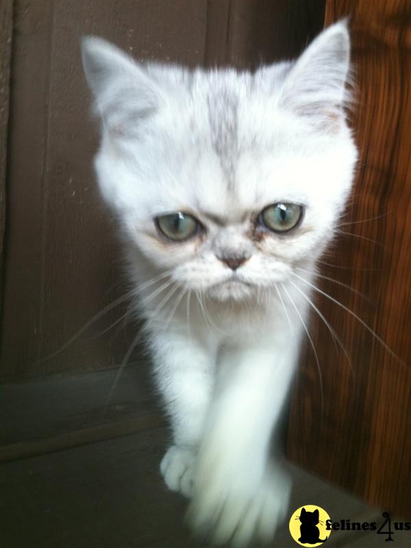 Persian Kitten for Sale: Shaded Silver Exotic Shorthair Persian - Nala