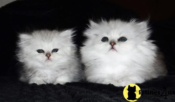 Persian Kitten for Sale: Chinchilla Shaded Silver CFA and ...