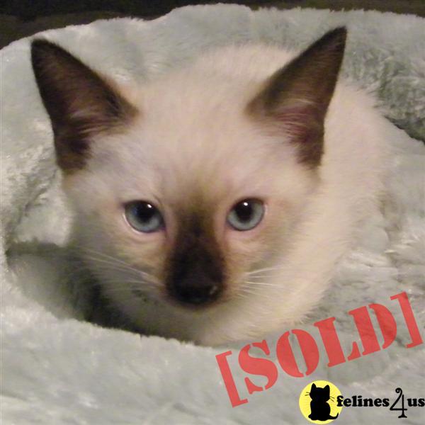 siamese kittens for sale colorado images