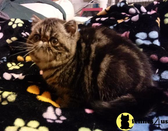 Exotic Shorthair Kitten for Sale: brown classic tabby female 3 Yrs and
