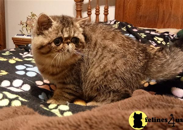 Exotic Shorthair Kitten for Sale: mc tabby female 3 Yrs and 9 Mths old