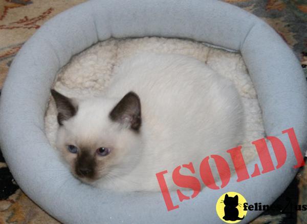 siamese kittens for sale colorado pictures