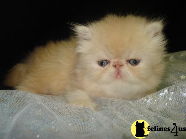 Persian Kitten for Sale: CFA Cameo Persian kitten 13 Yrs and 7 Mths old