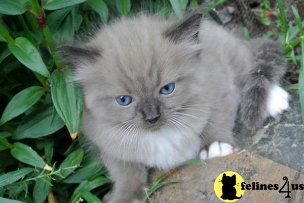 Ragdoll Kitten For Sale Country Cabin Ragdolls 6 Yrs And 10 Mths Old