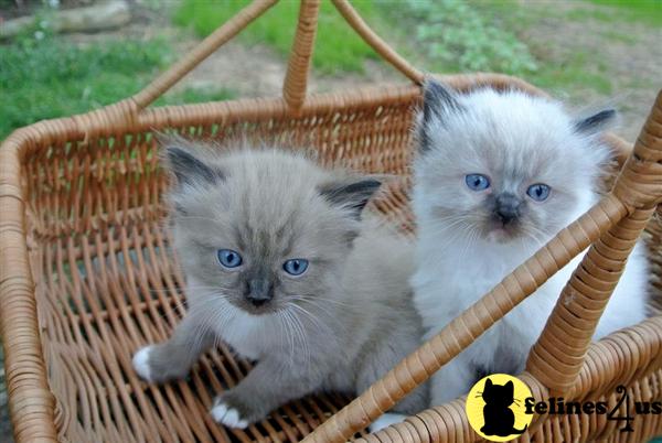 Ragdoll Kitten for Sale: Country Cabin Ragdolls 7 Yrs and ...