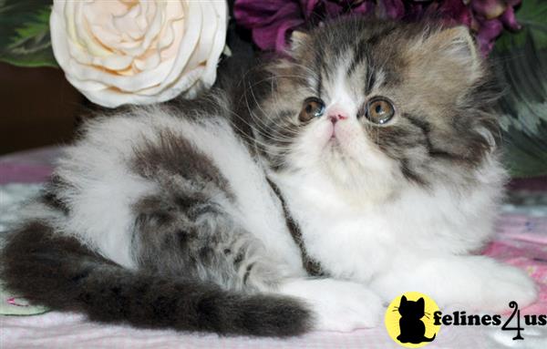 Persian Kitten for Sale: Female Brown Patch Tabby..........SPOKEN FOR 6 ...