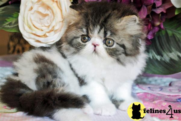 Persian Kitten for Sale: Female Brown Patch Tabby..........SPOKEN FOR 6 ...