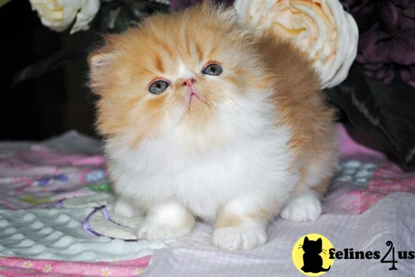 Persian Kitten for Sale: Male Red Tabby with White