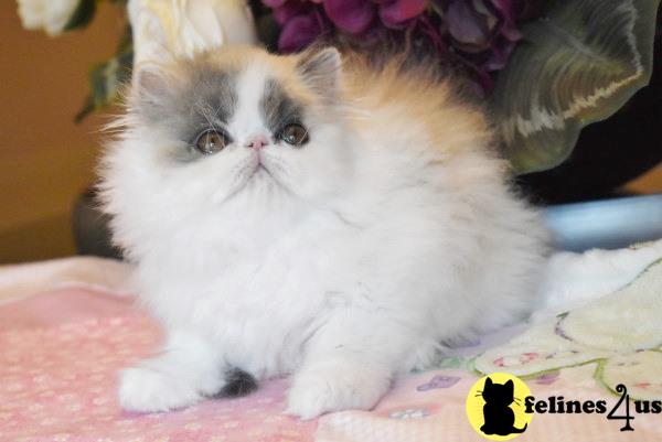 Persian Kitten for Sale: Female Dilute Calico ...