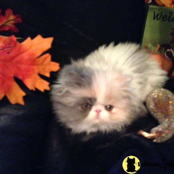 babydoll persian cat