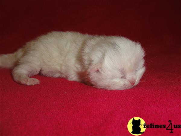 baby doll persian cats