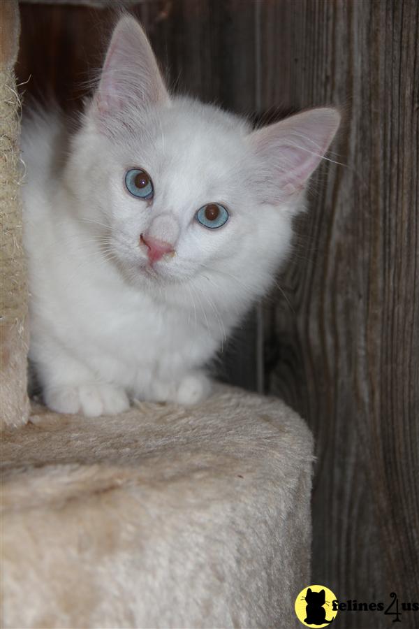 Ragdoll Kitten For Sale: Adorable Flame Point Ragamese Kitten 9 Yrs And 