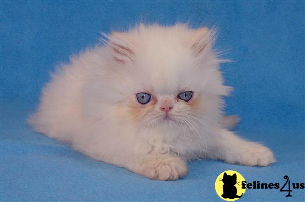 american girl himalayan kitten