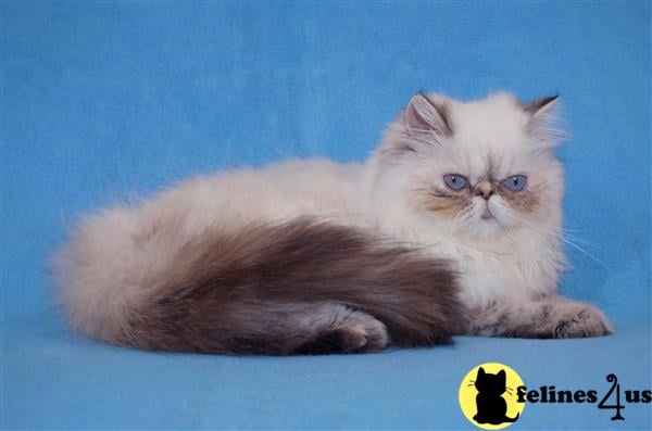 Himalayan Kitten for Sale: tortie point girl 5 Yrs and 2 Mths old