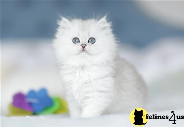 teddy british shorthair