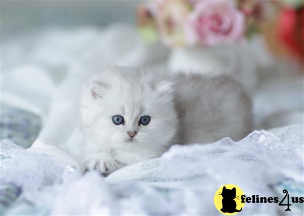 teddy british shorthair