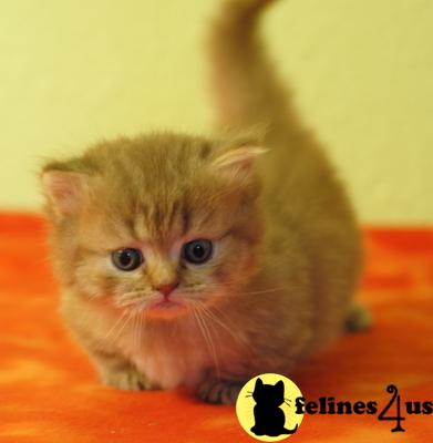 Dwarf Napoleons and tiny Persians for sale