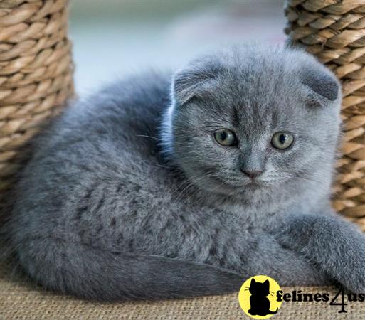 teddy british shorthair