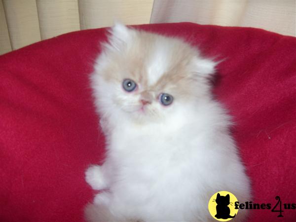 Kittens for Sale in Texas