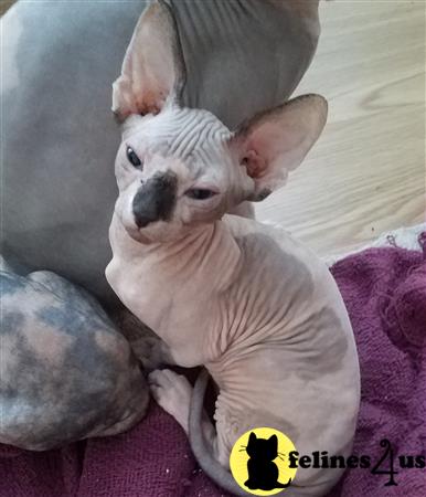 Sphynx Kitten for Sale: Nalas 2 Yrs and 5 Mths old