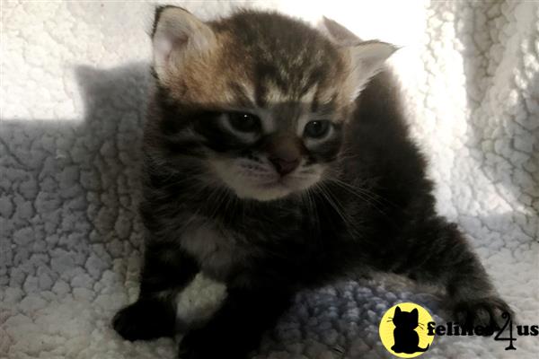 Siberian Kitten for Sale: Lukian of Romanov Dynasty 2 Yrs ...