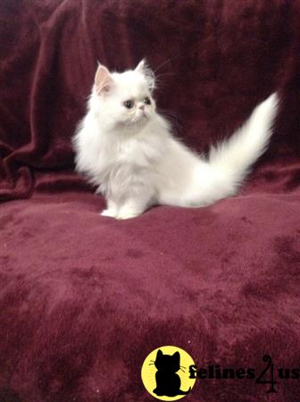 Persian Kitten for Sale: Kitten - White Exotic Longhair Kitten - Boy 1 ...