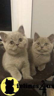 British Shorthair Kitten For Sale British Shorthair Lilac Male 1