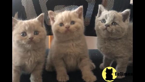 British Shorthair Kitten for Sale: Available for reservation BRITISH