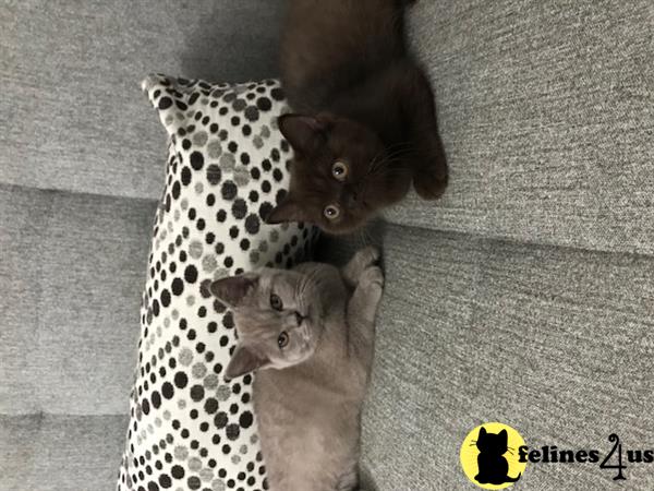 British Shorthair Kitten for Sale: CHEAP BRITISH Shorthair Females 2