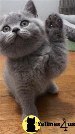 British Shorthair Kitten for Sale: British Shorthair Blue Female is