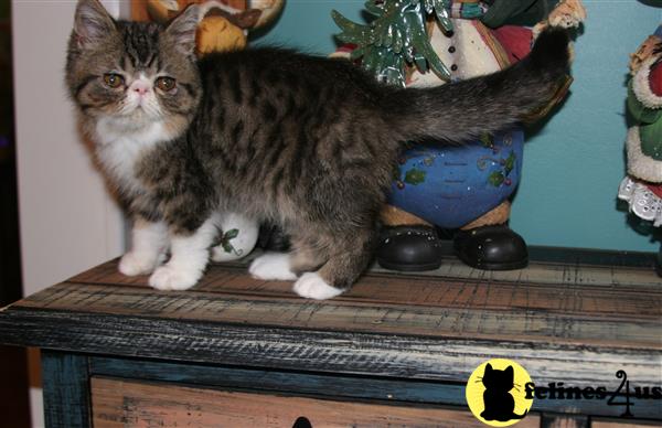 tabby kittens for sale in illinois