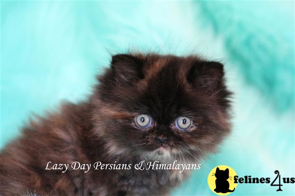 Persian Kitten for Sale: CFA PKD NEG. Females Persians ...