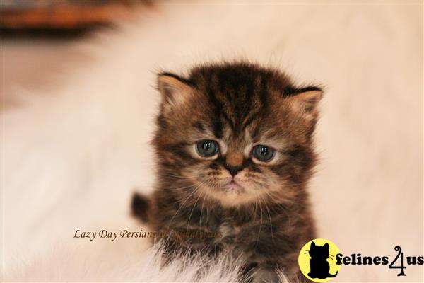 tabby kittens for sale in illinois