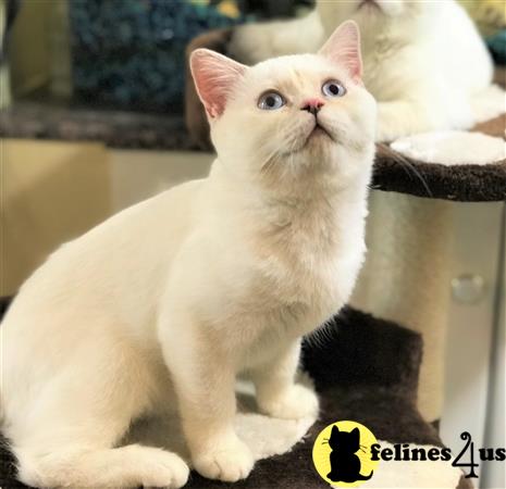 British Shorthair Kitten For Sale British Shorthair White Color