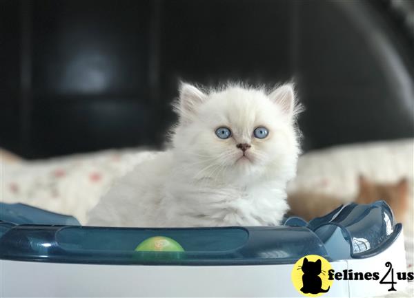 british shorthair cat plush