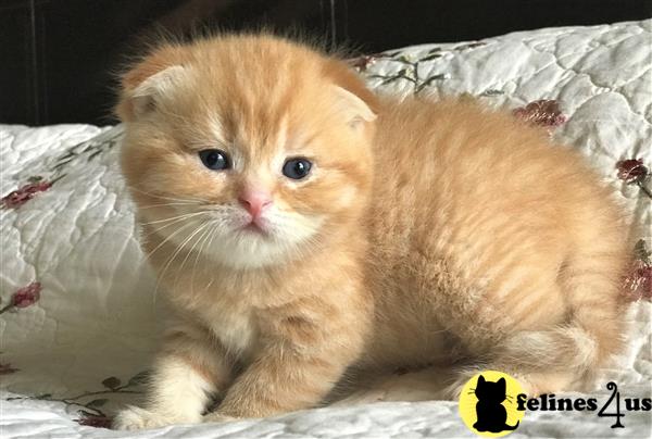 Orange Kittens available for reservation - Straight Ears - $1400-1500.