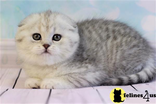 Scottish Fold Kitten for Sale: Scottish Fold Female Silver Tabby ...