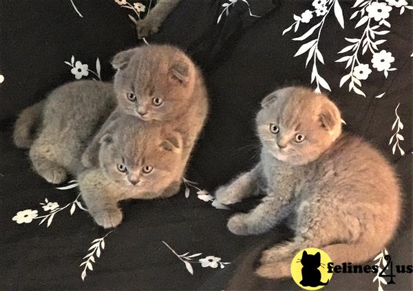 teddy bear kittens for sale